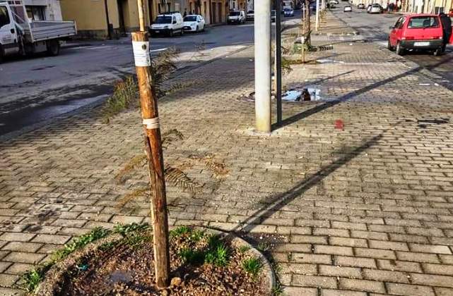 Niscemi. Gli alberelli di via Marconi piantumati domenica dal Lions club e poi vandalizzati